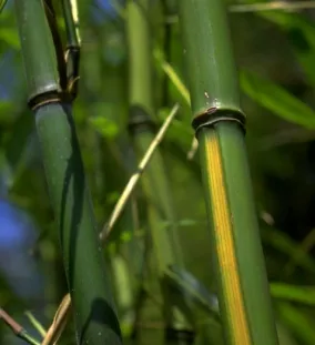 Phyllostachys aureosulcata alata Közeli nyári kép Soliter ültetésben is gyönyörű szálak lombozat