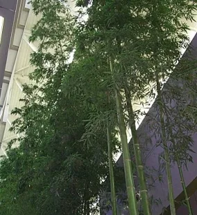 Phyllostachys viridiglaucescens 2008 San Francisco Airport gyönyörü phyllostachys alkalmazás